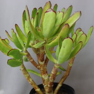 COTYLEDON ORBICULATA SPOON 19cm