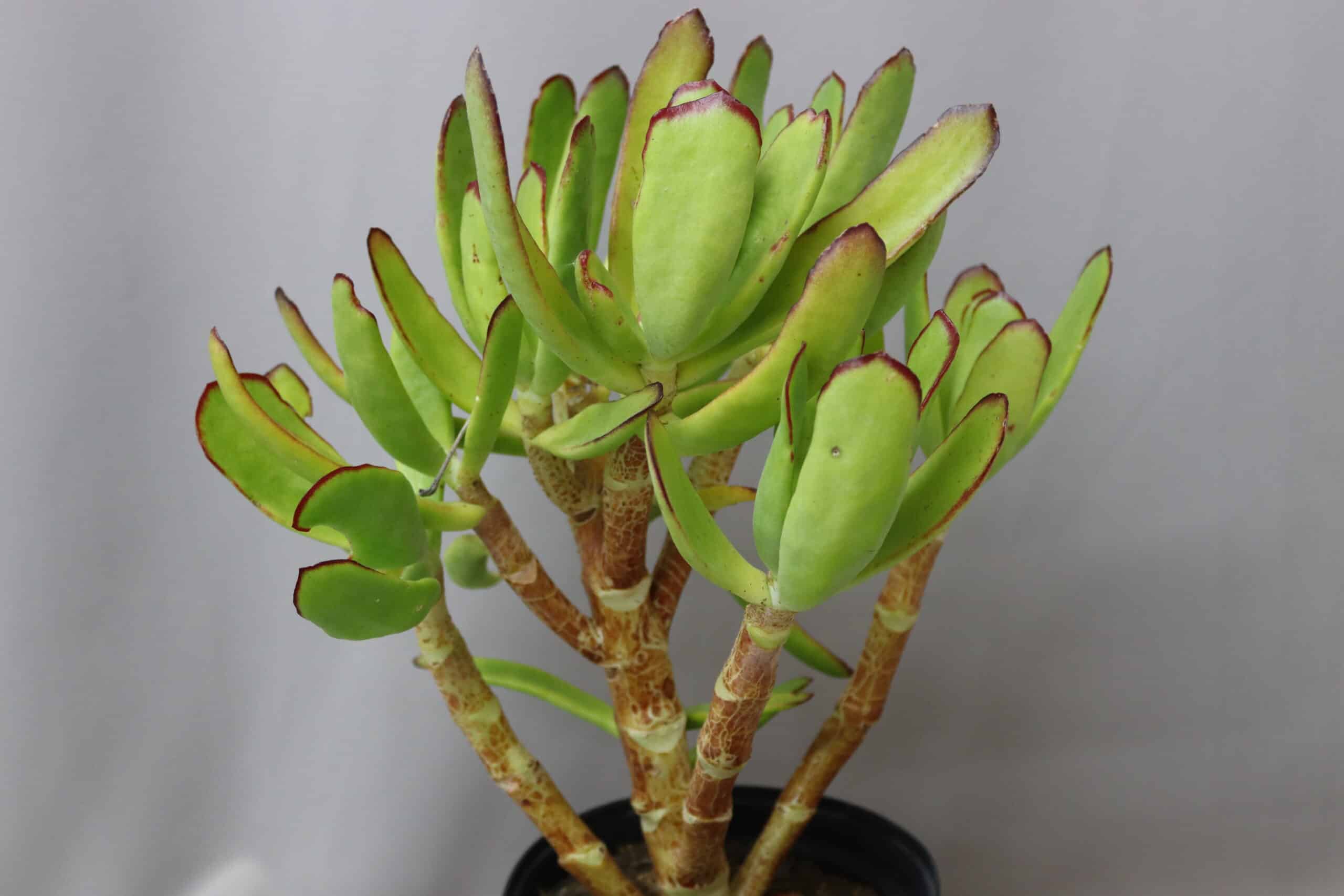 Close-up of the red-tipped pig's ear-shaped leaves of the Cotyledon Orbiculata Spoon succulent.