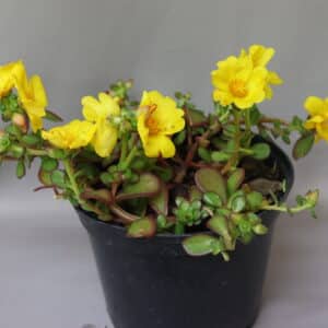 PORTULACA PAZAZZ YELLOW 15cm