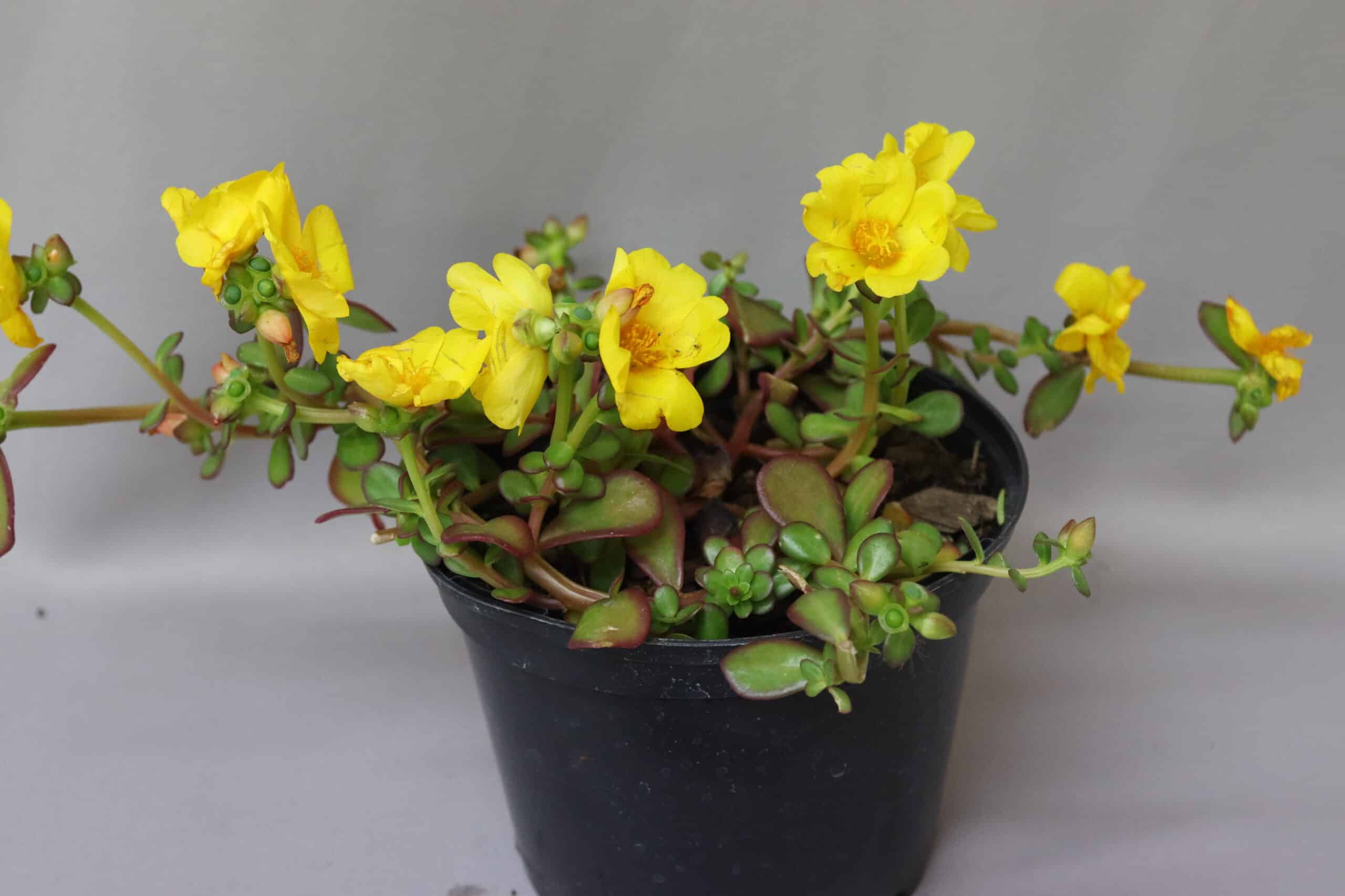 Bright yellow flowers and fleshy rounded green leaves of a Portulaca Pazazz Yellow succulent plant.