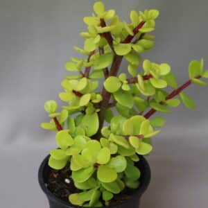 PORTULACARIA AFRA 10cm