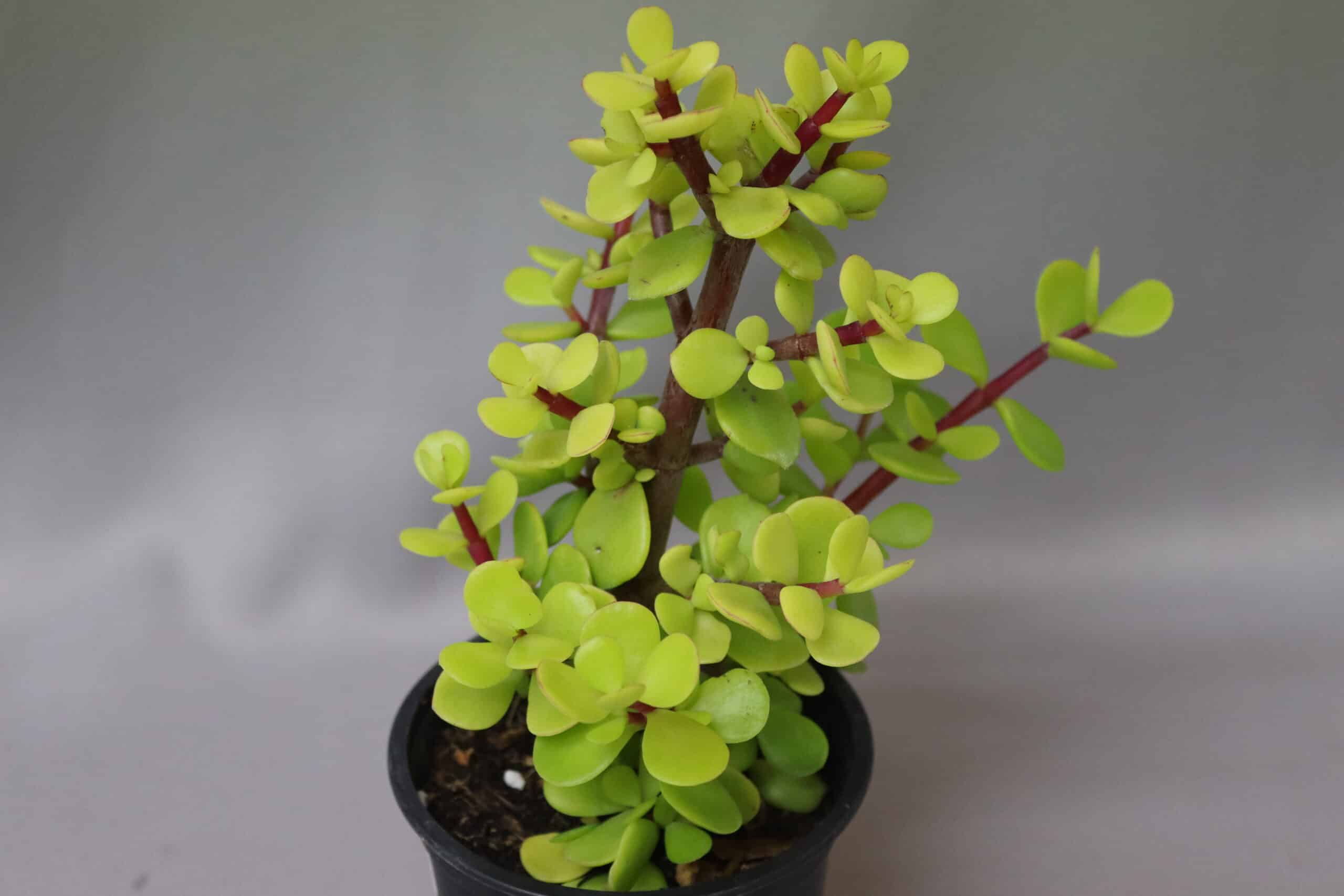 Portulacaria Afra spekboom plant. It has bright freen fleshy leaves on brown stalks.