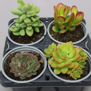 SUCCULENT 9cm MIX N MATCH COMBO 1