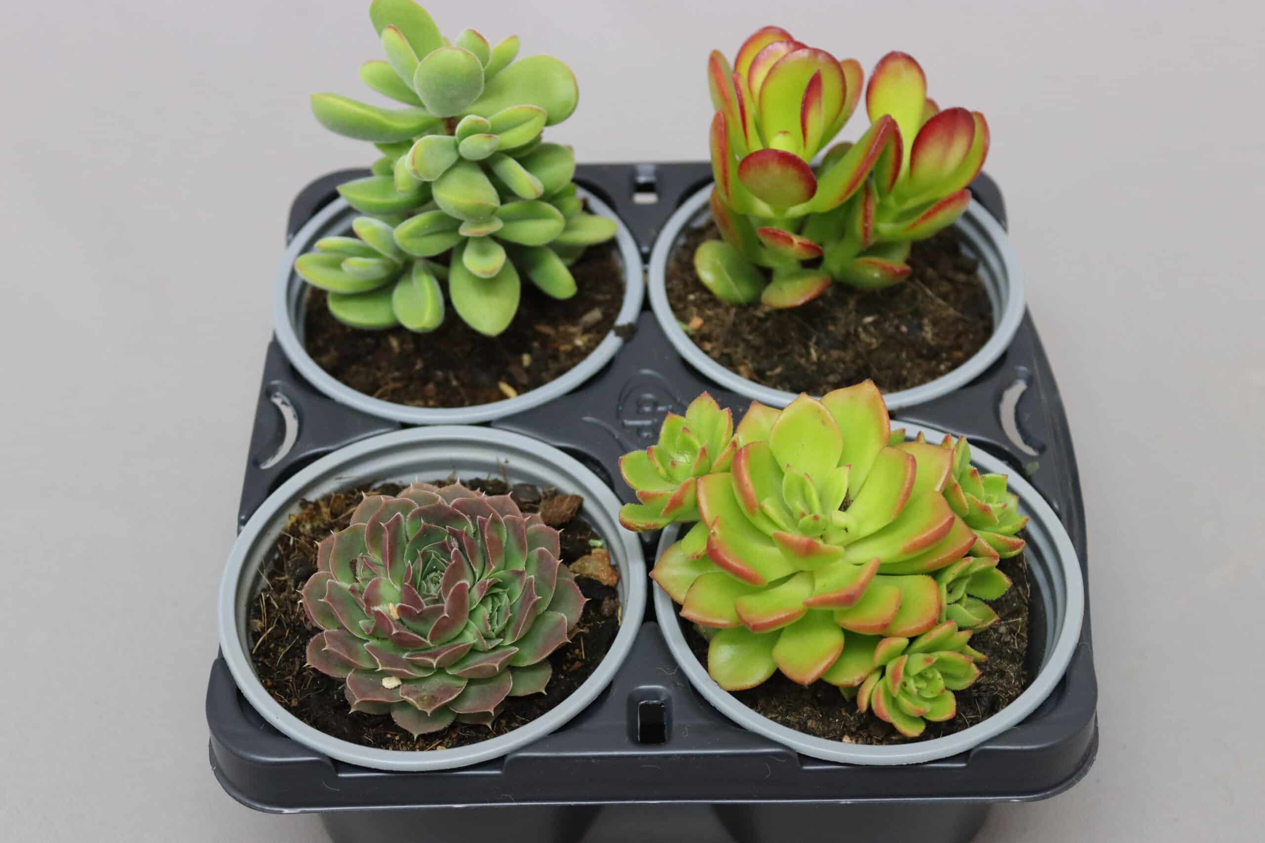 Four green potted succuluents arranged in a black tray against a neutral grey background.
