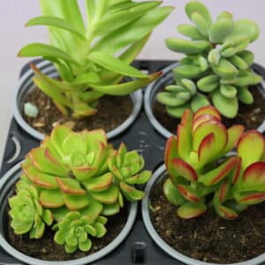 SUCCULENT 9cm MIX N MATCH COMBO 2