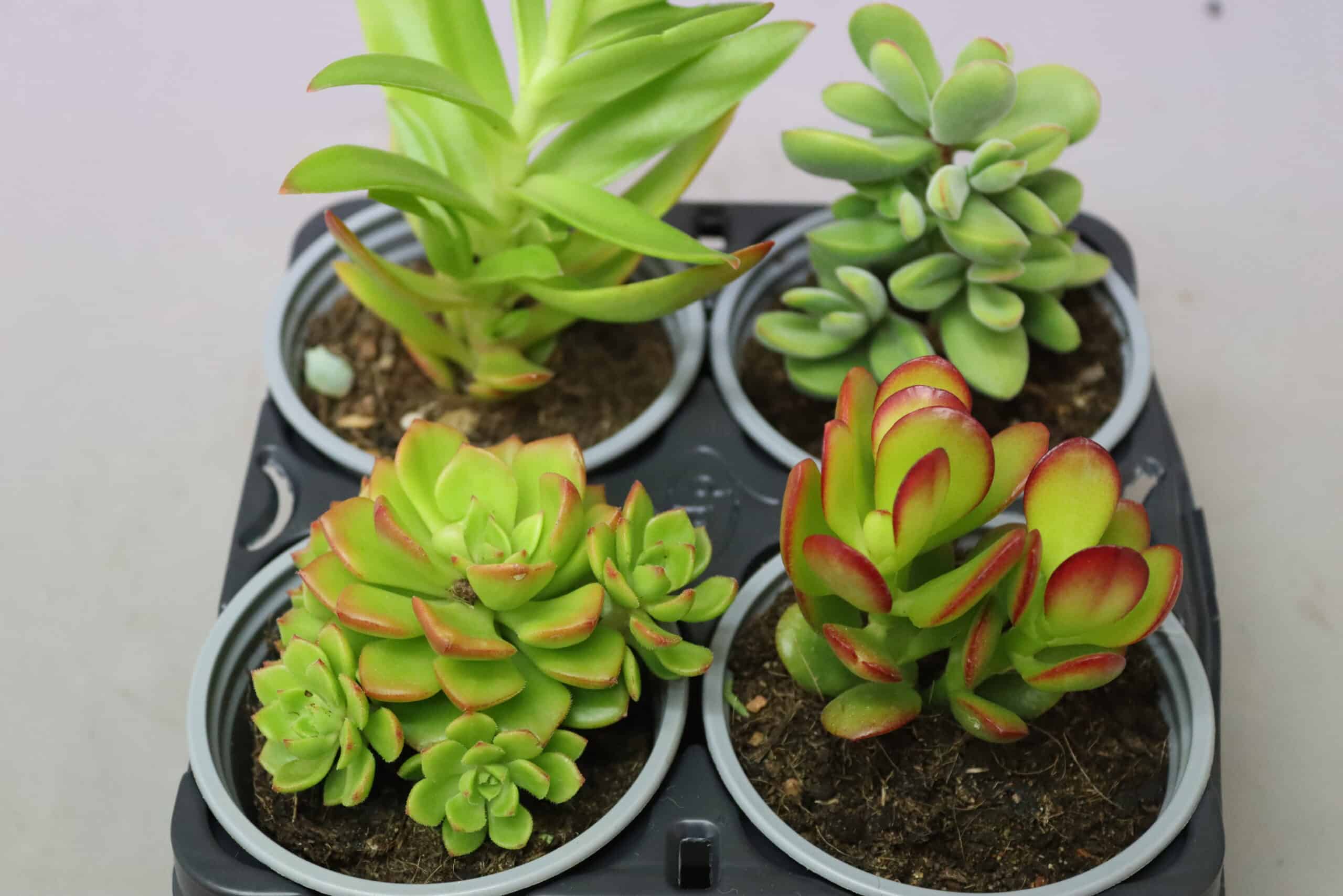 Close-up of four bright green potted succuluents arranged in a black tray against a neutral grey background.