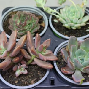 SUCCULENT 9cm MIX N MATCH COMBO 3