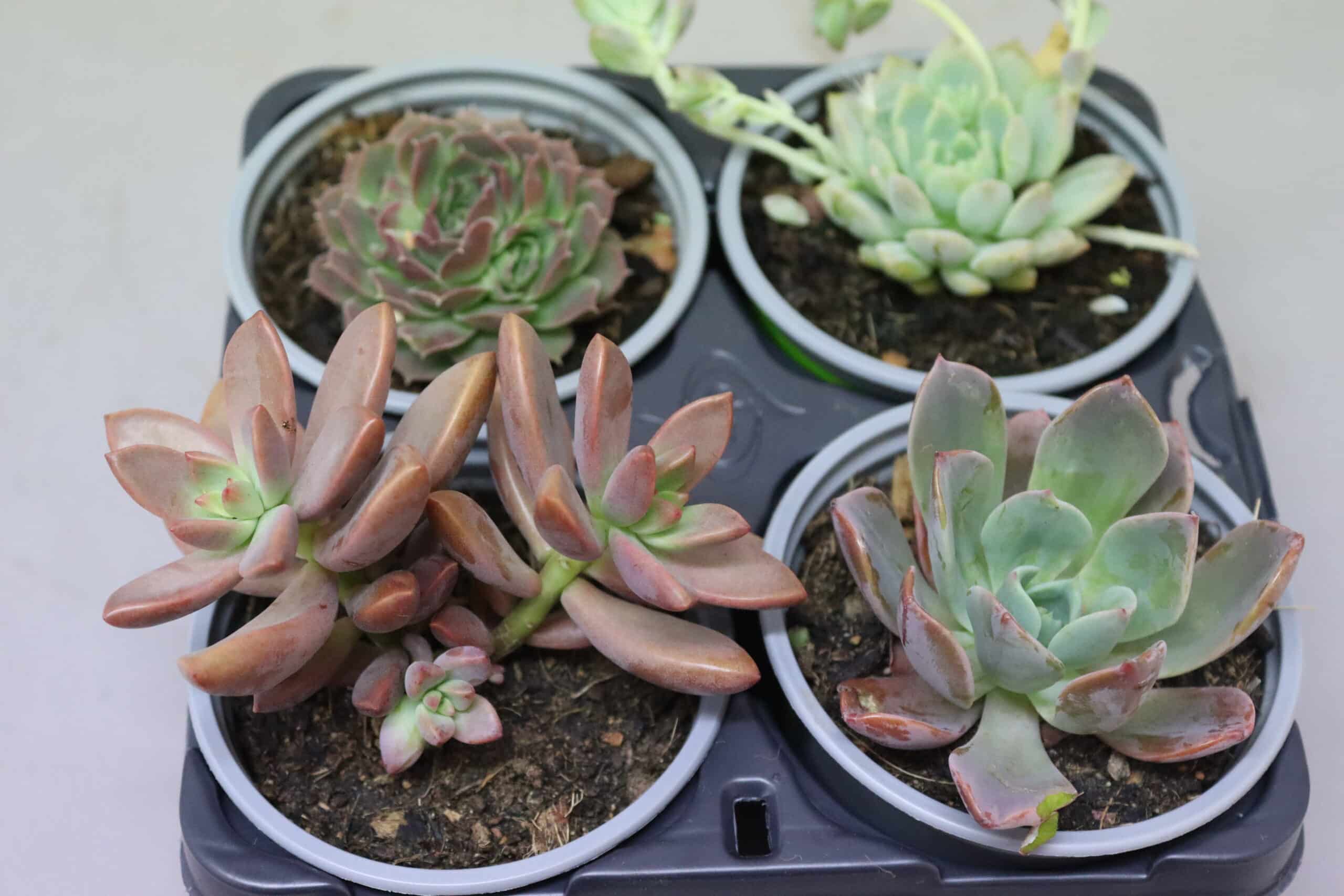 Four potted succuluents arranged in a black tray against a neutral grey background.
