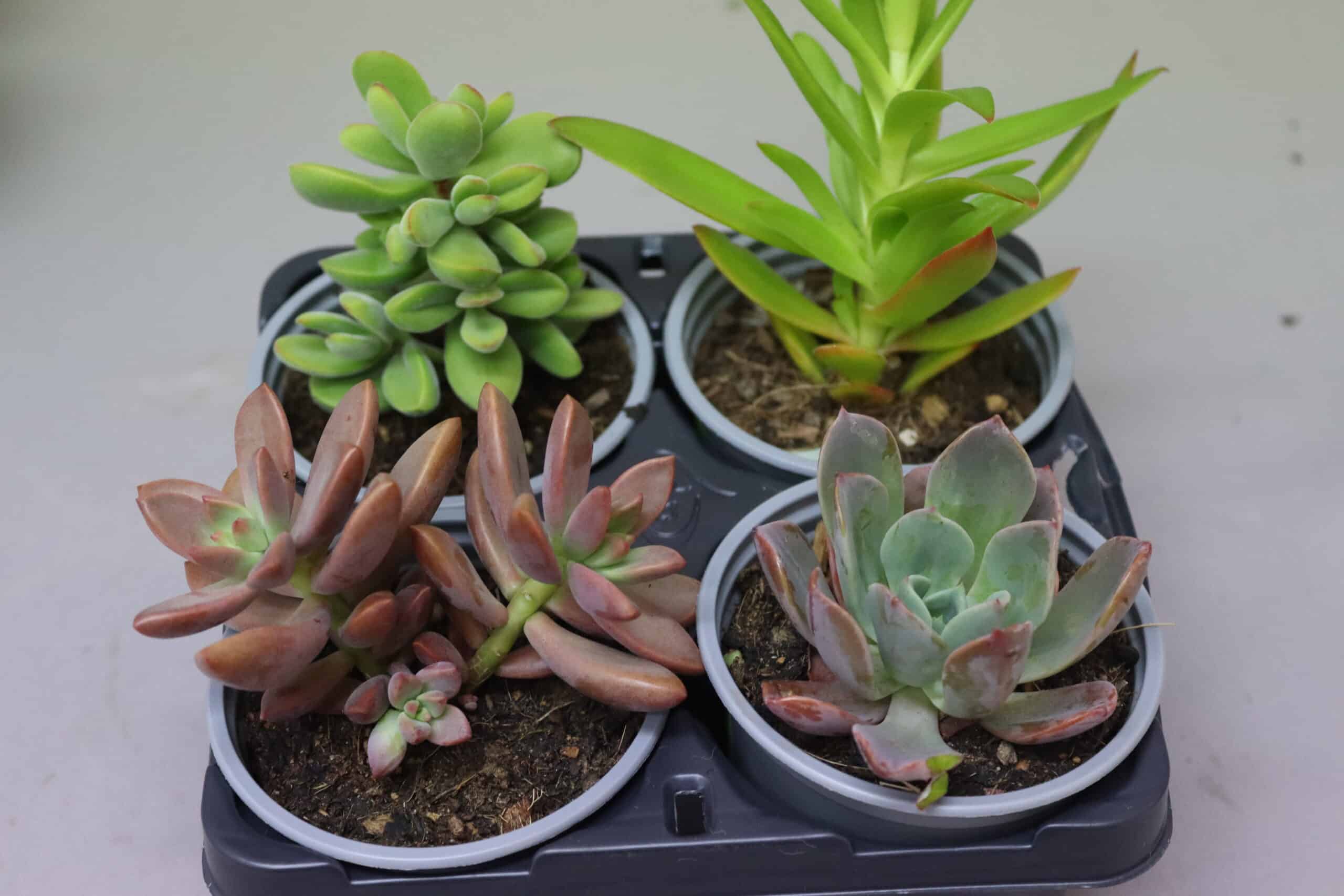 Two green and two red and pink potted succulents arranged on a black tray with a plain background.