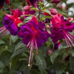 FUCHSIA DARK EYES 15cm