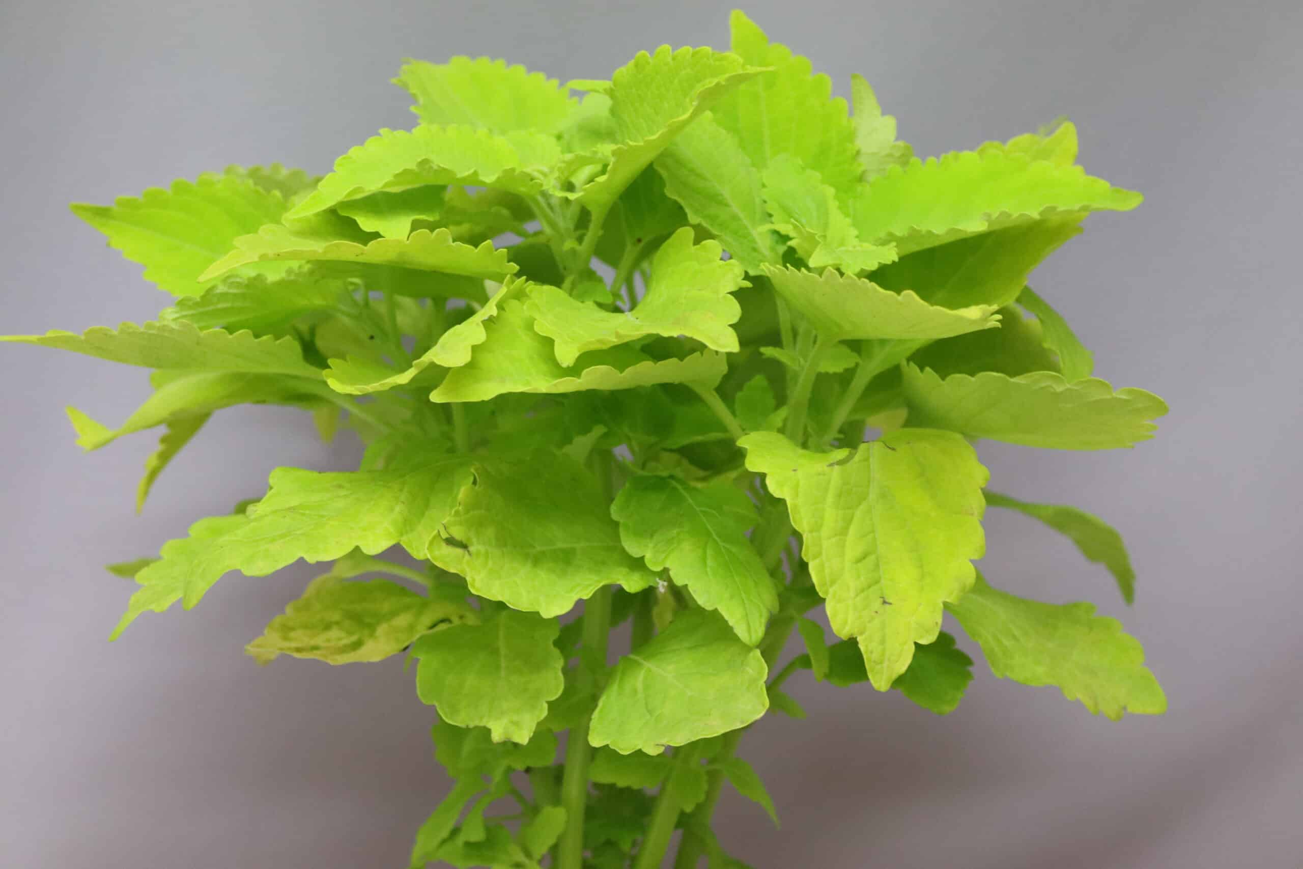 Closeup of the bright green leaves of the Coleus plant.