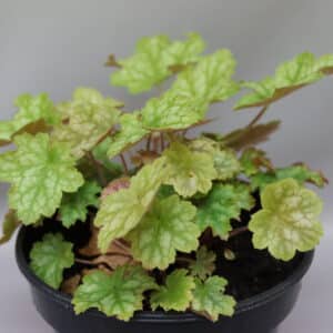 CORAL BELLS GINGER ALE 14cm