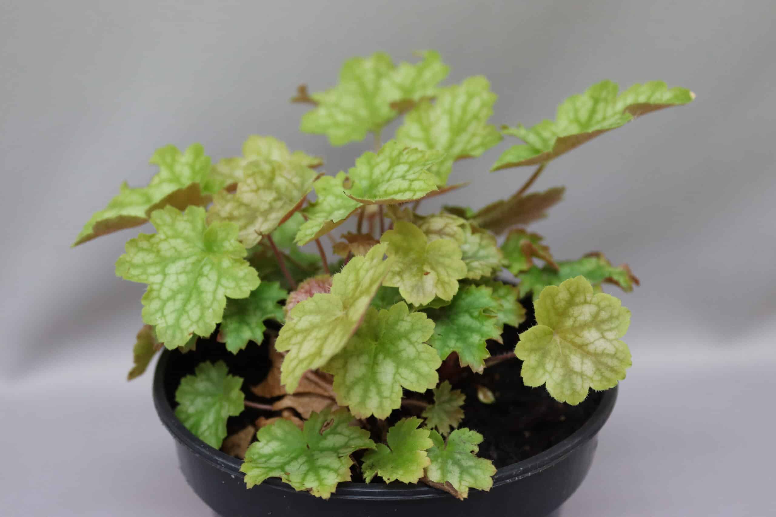 Close-up of the variegated green leaves of the Coral Bells Ginger Ale plant in a black pot.
