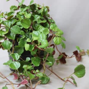 PLECTRANTHUS 4kg