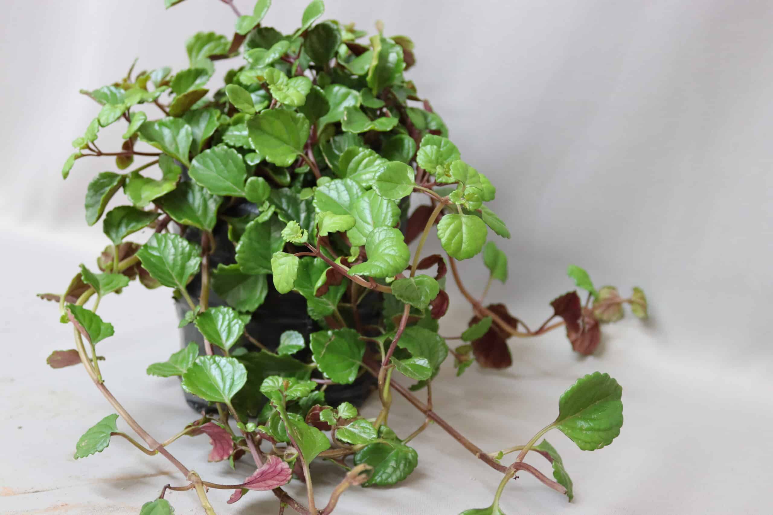 An overgrown Plectranthus plant in a black pot, with stems lying on the white surface beside the pot.