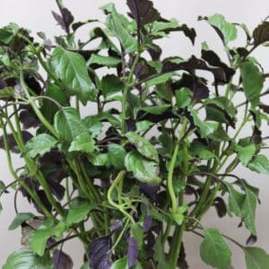 PLECTRANTHUS MONA LAVENDER 15cm
