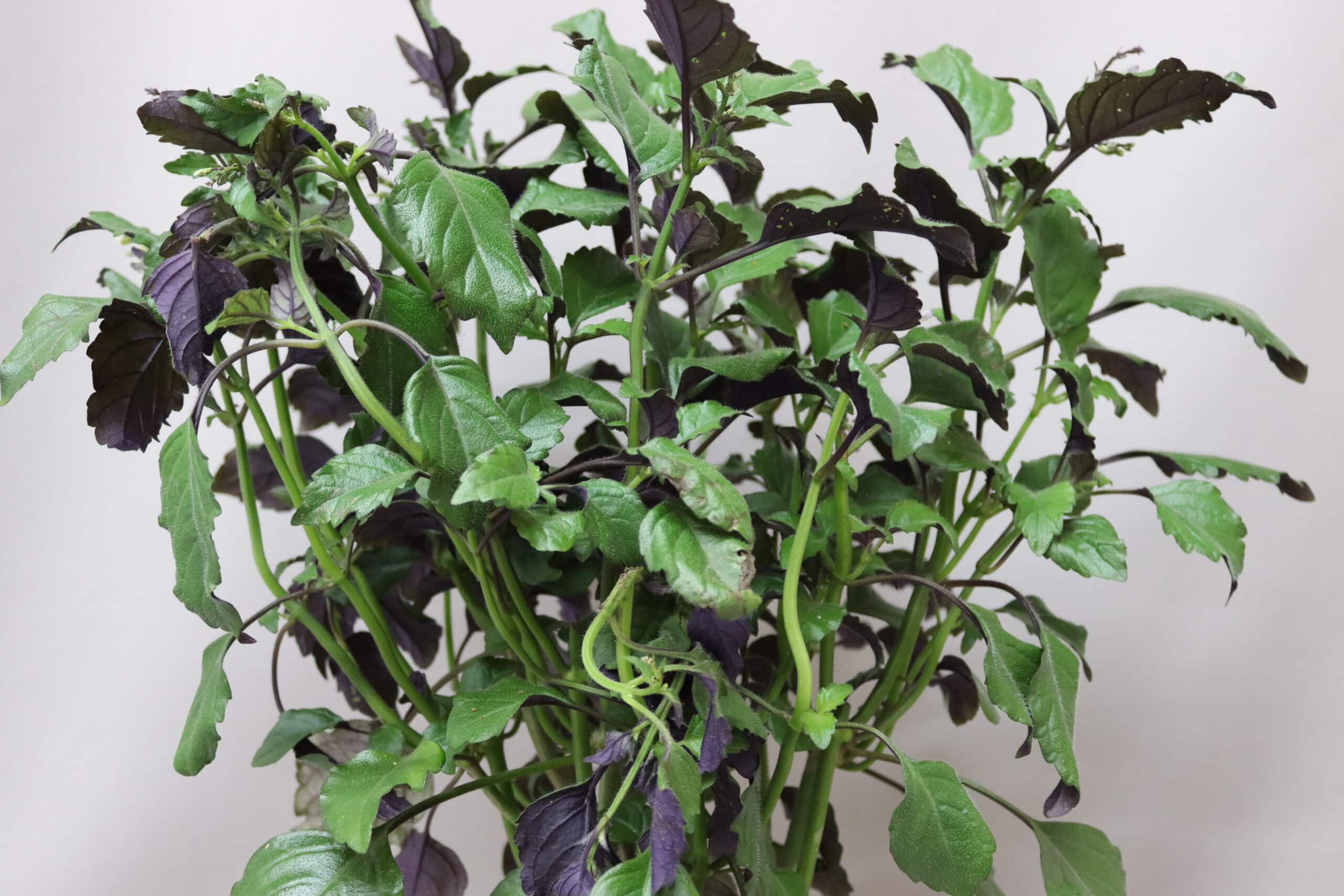 A potted Plectranthus Mona Lavender plant with purple and green leaves.