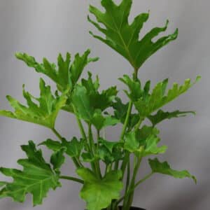 PHILODENDRON HOPE