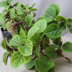 PLECTRANTHUS 4kg