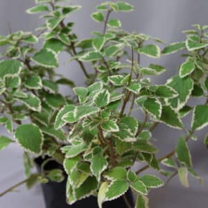 PLECTRANTHUS 4kg