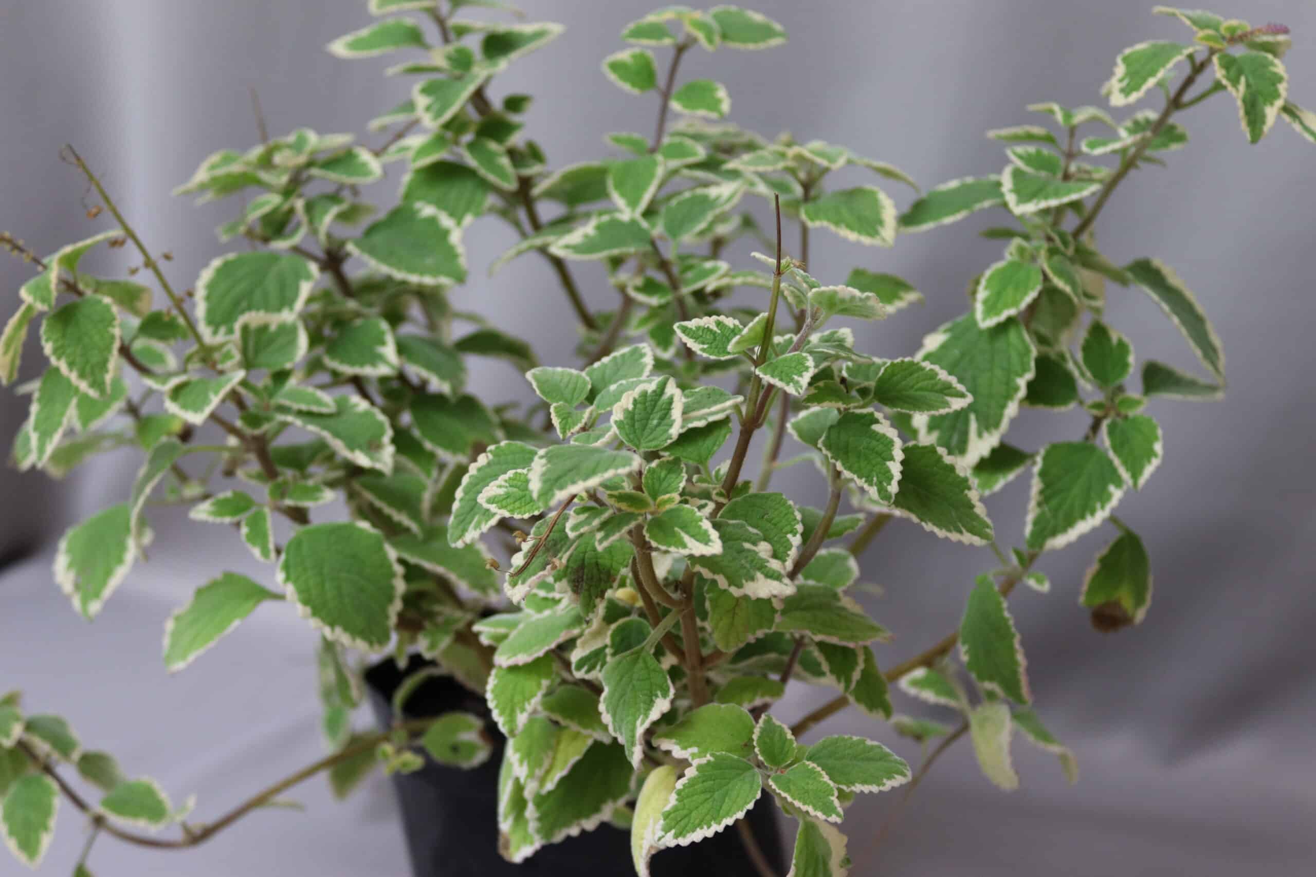 A potted variegated Plectranthus plant with green and white variegated leaves on thin stems.