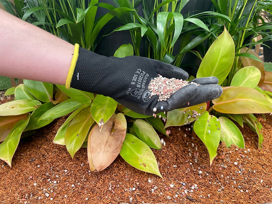 A gloved hand spreading fertiliser pellets around young plants with large leaves growing in a garden bed.