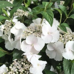 HYDRANGEA RUNAWAY BRIDE 17cm