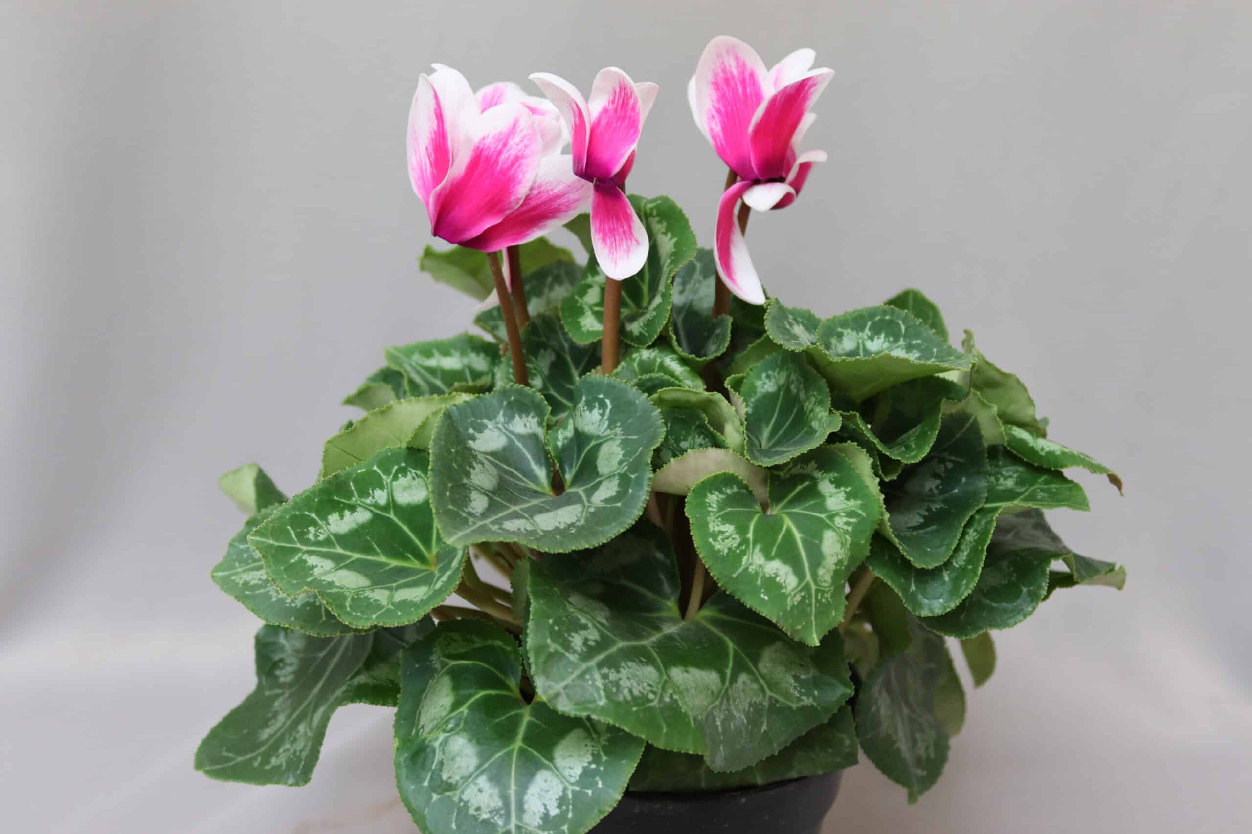 Variegated green leaves and white-and-pink flowers of the Cyclamen plant in a pot.