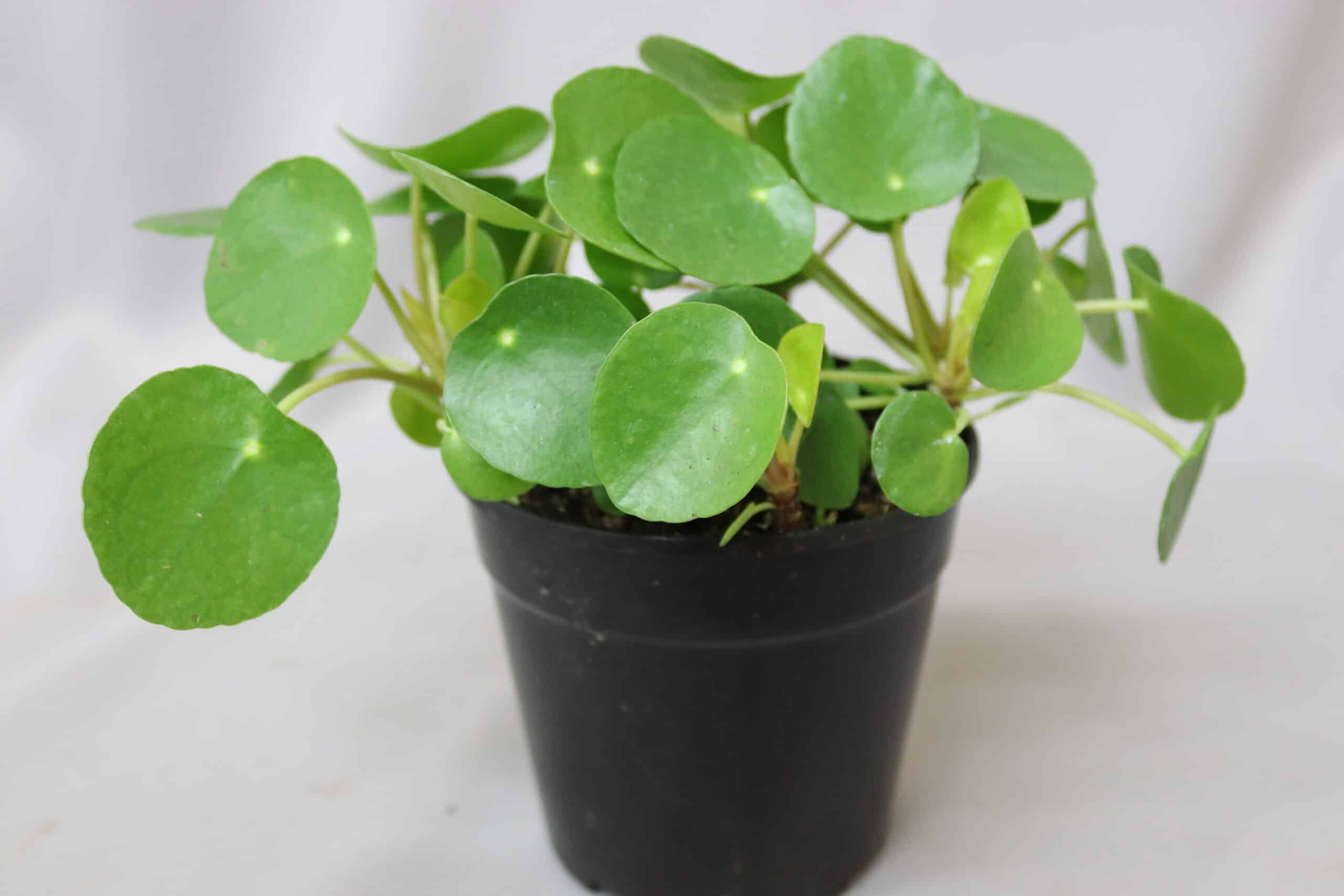 A green Pilea Peperomoides plant in a black pot against a white background.