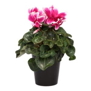 CYCLAMEN 14CM
