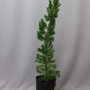 CHINESE JUNIPER 5kg