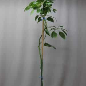 AVOCADO FUERTE 10kg