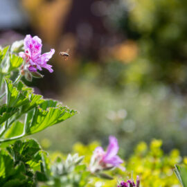 How to attract bees to your garden