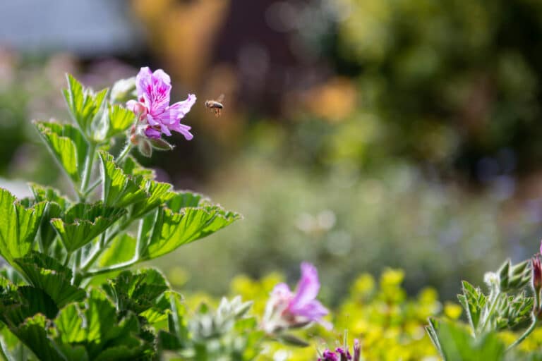 Read more about the article How to attract bees to your garden