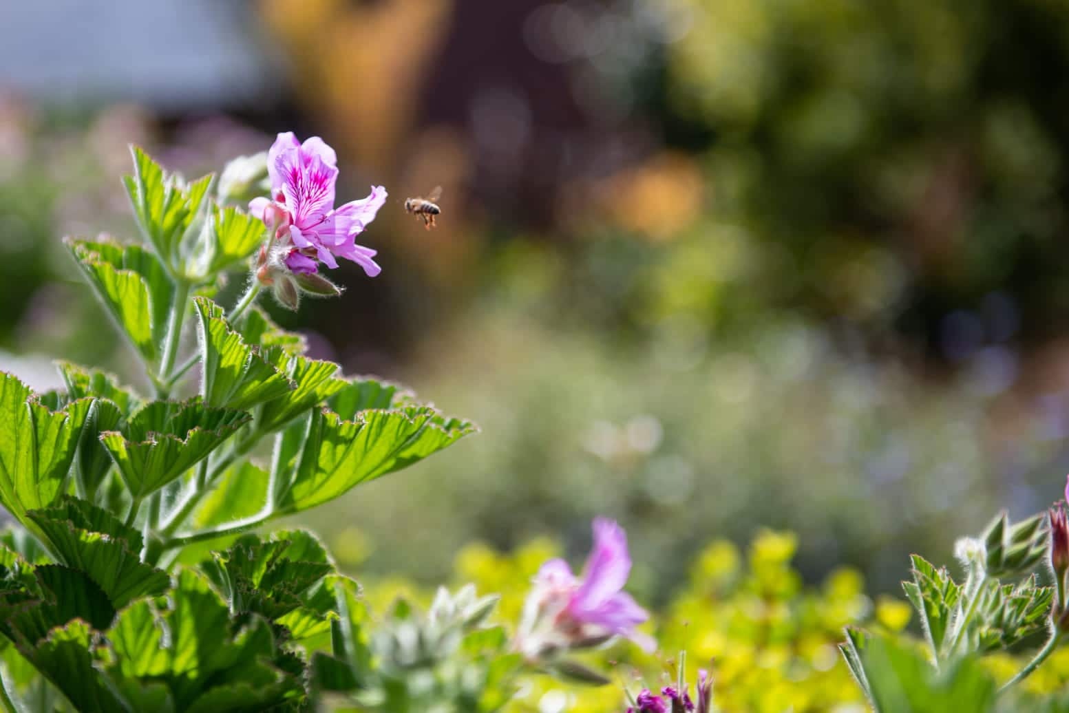 Bee flying to purple rhododendron flower outdoors among green foliage and other plants in soft focus.