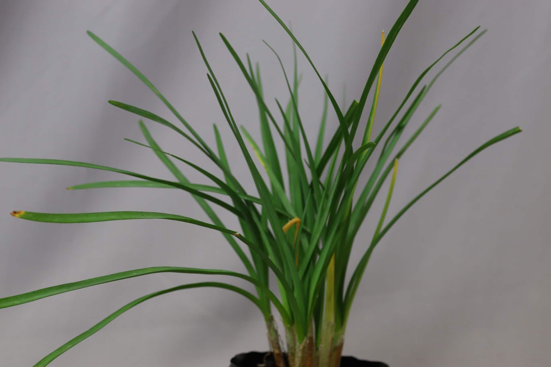 A lush green garlic plant with long leaves in a black pot against a grey background.