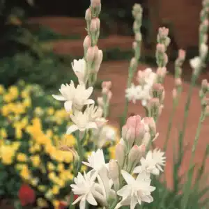 BULB PACK POLIANTHES THE PEARL