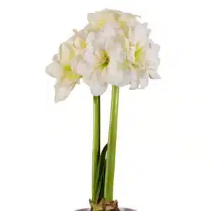 BULB PACK AMARYLLIS SONATA DOUBLE ALFRESCO