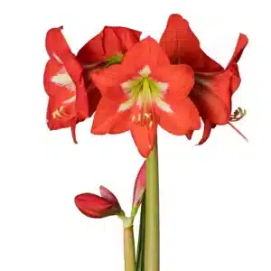 BULB PACK AMARYLLIS SONATA SINGLE CHRISTMAS STAR