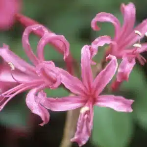 BULB PACK NERINE FILIFOLIA PINK