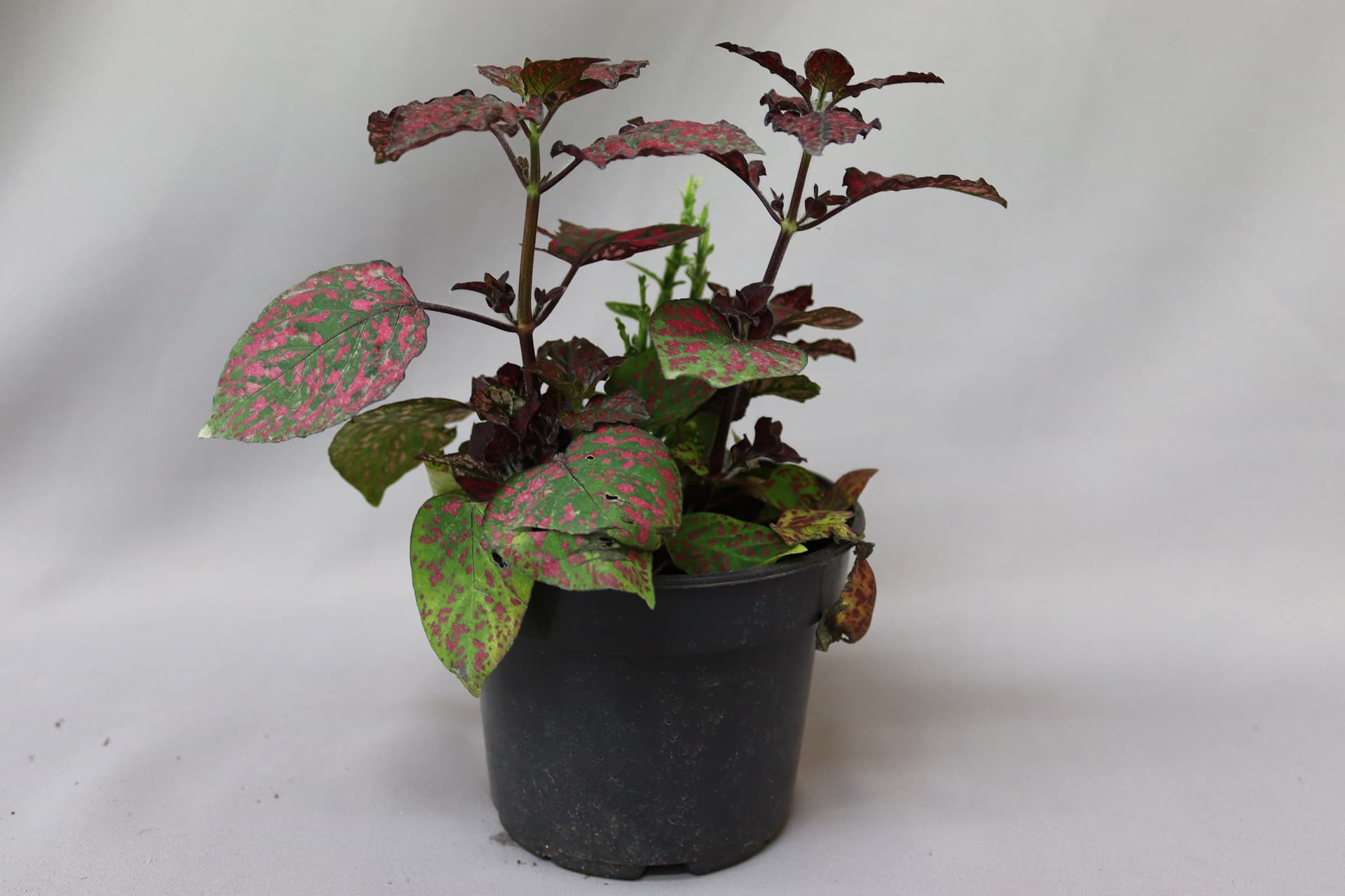 Hypoestes plant with red and green leaves in a black plastic pot.