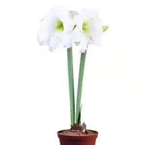 BULB PACK AMARYLLIS SYMPHONY SINGLE INTOKAZI