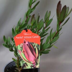 LEUCADENDRON AYOBA AFRICAN CANDY