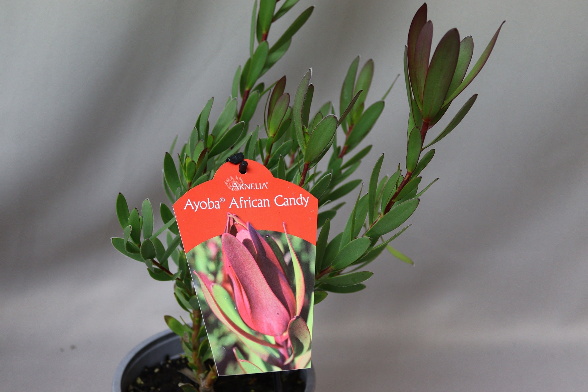 Close-up of the Leucadendron Ayoba African Candy plant in a pot. The leaves are dark green and stems reddish.