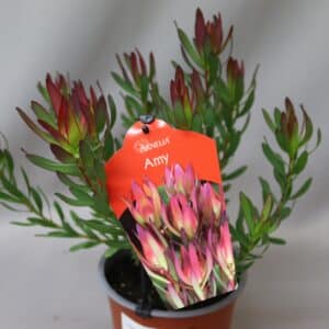 LEUCADENDRON AMY 15cm