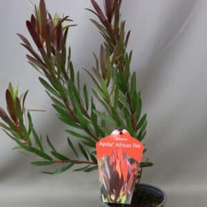 LEUCADENDRON AYOBA AFRICAN FIRE 15cm