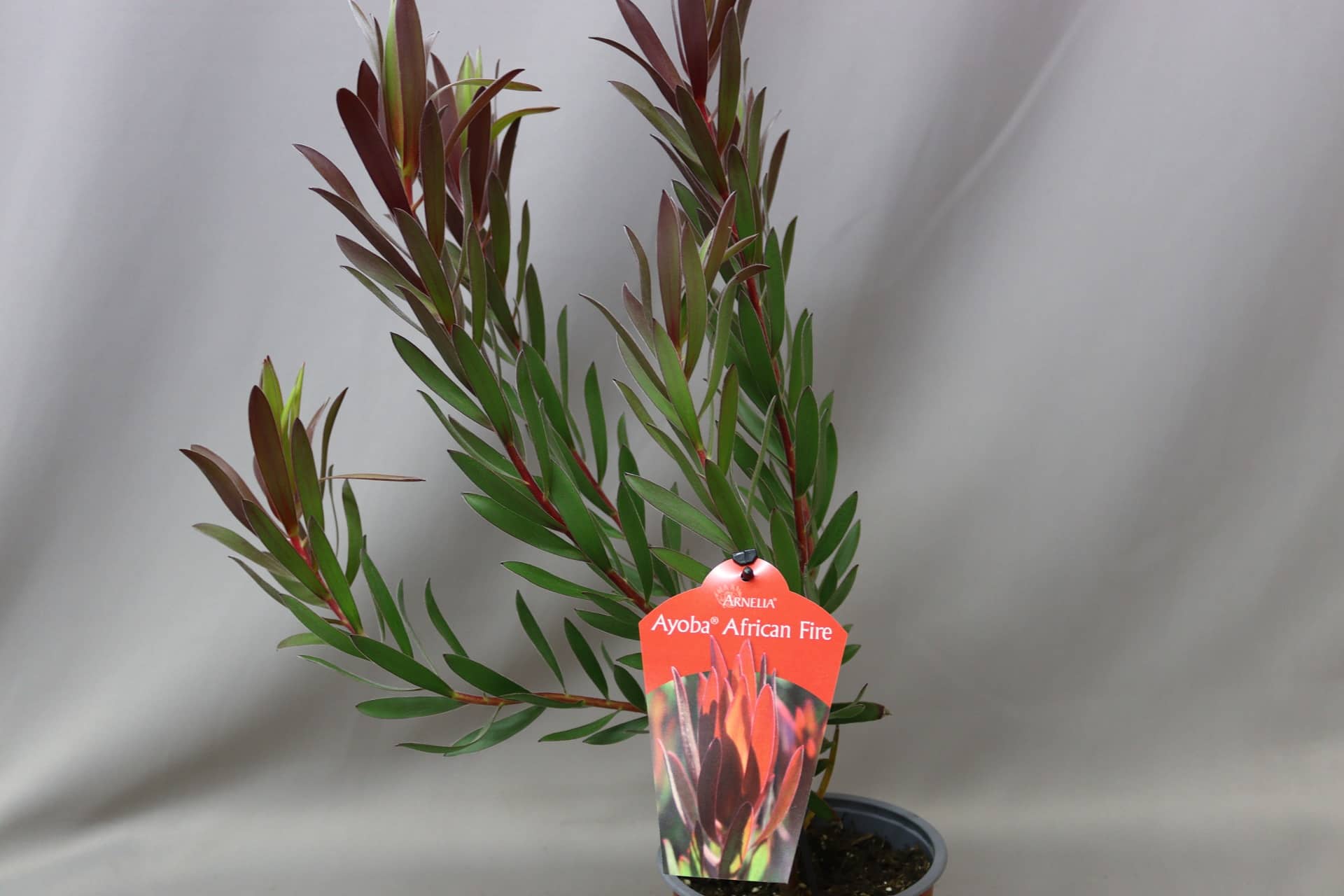 A Leucadendron Ayoba African Fire plant in a pot. The long green leaves are red-tipped.