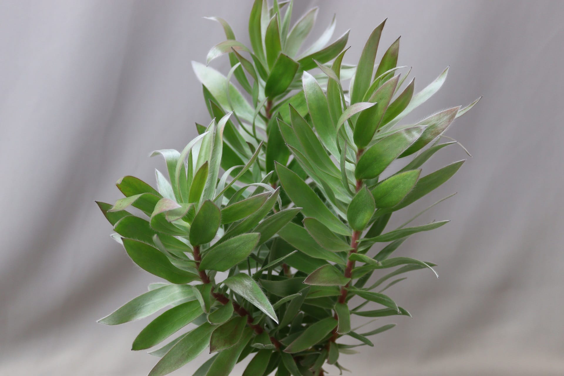 Close-up of a Leucadendron Silver tree. The leaves are silvery green and the stems reddish.