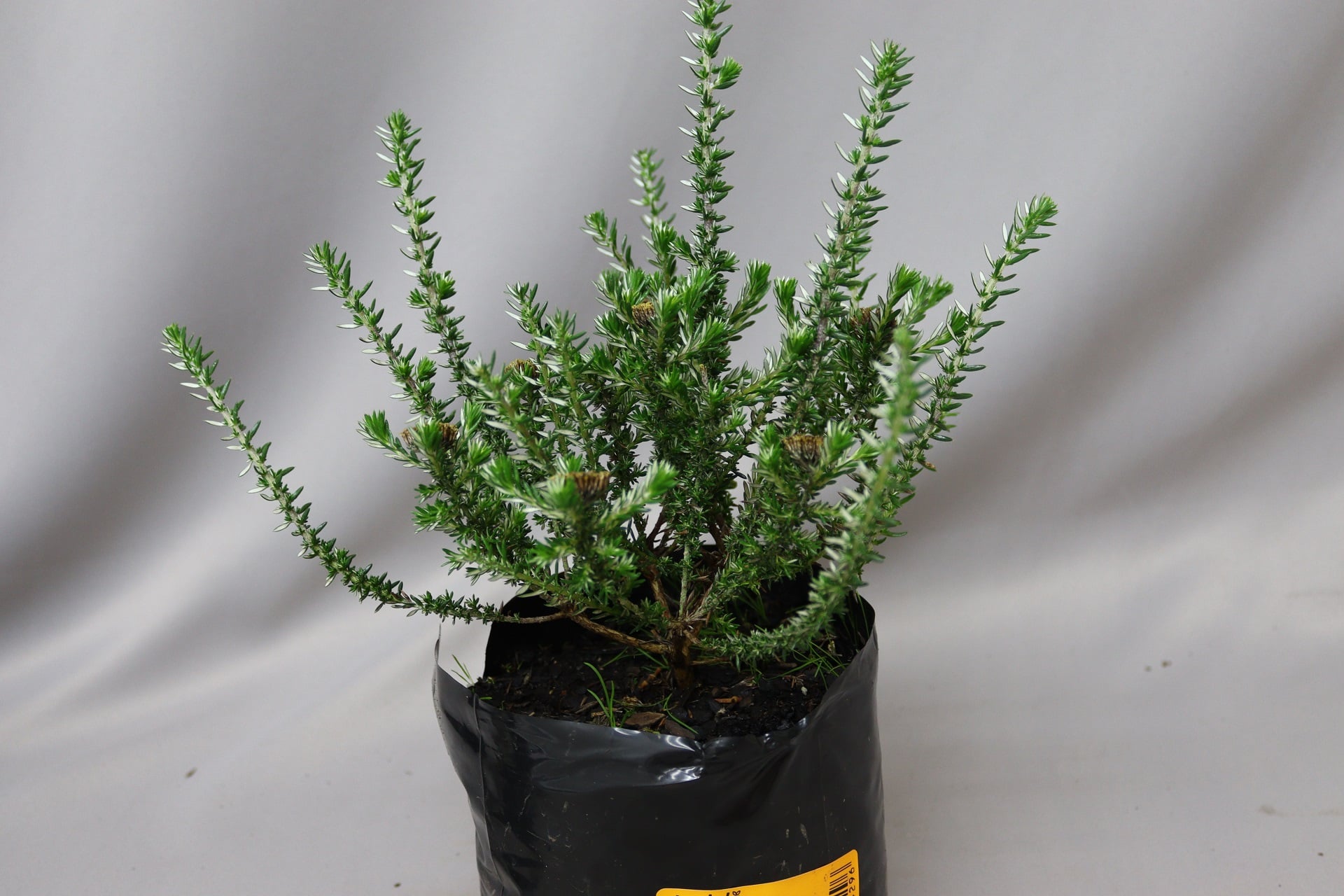 A Metalasia Aurea plant with feathery green foliage in a black plastic container.