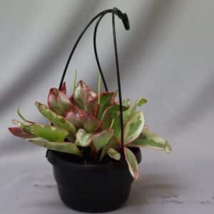 HANGING BOWL PEPEROMIA JULII 16CM